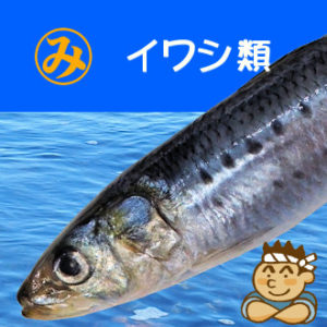 イワシ類