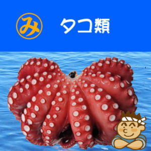 タコ類
